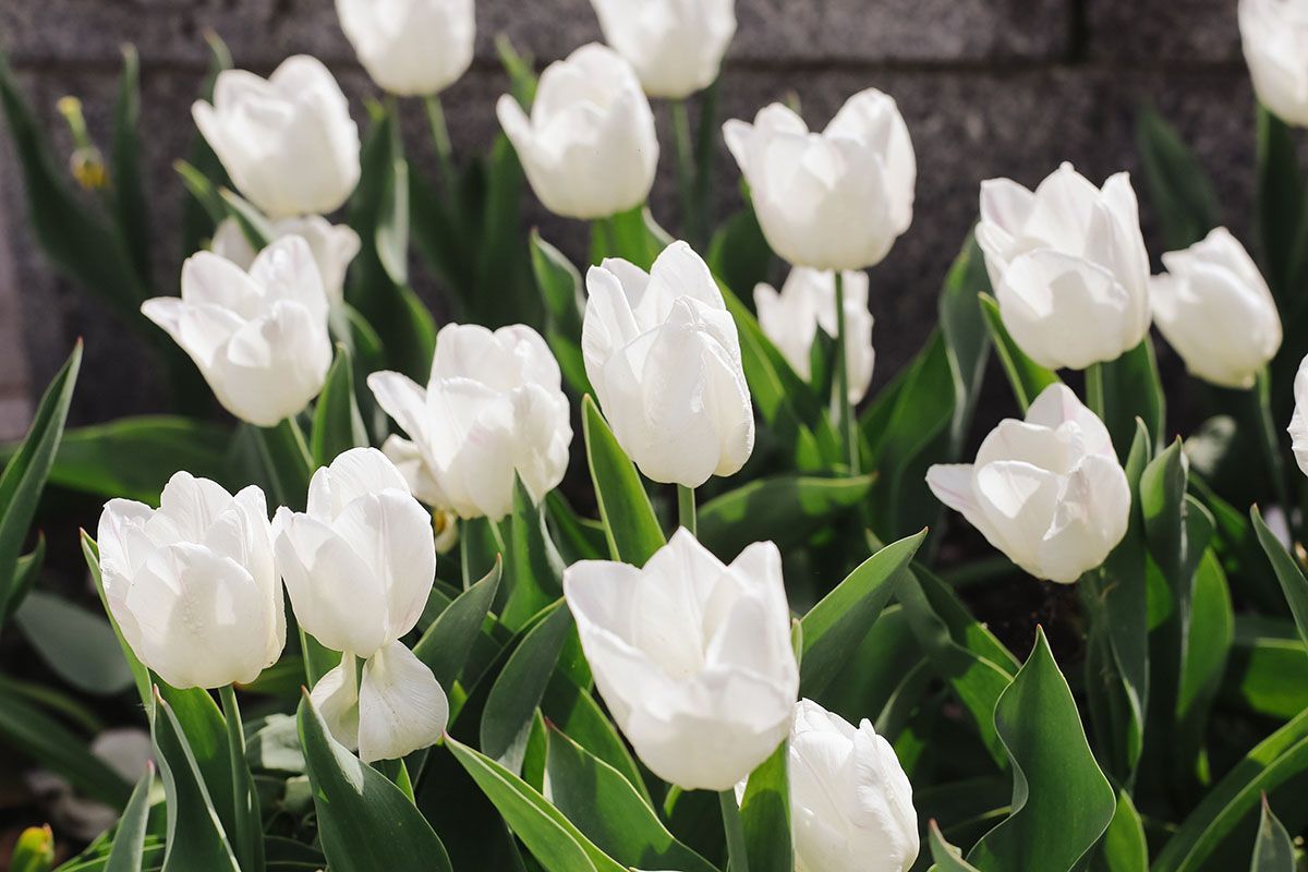 Cluster of white tulips with green leaves blooming outdoors against a stone wall