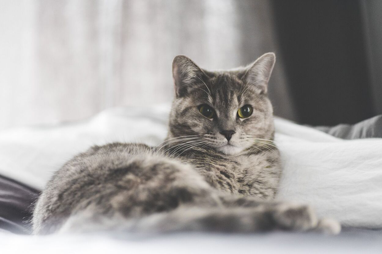 A cat is laying on a bed and looking at the camera.