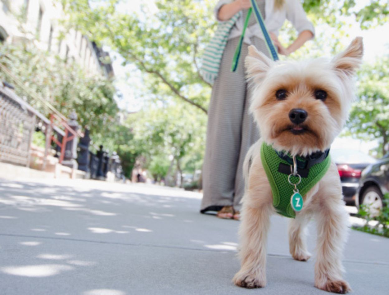A small dog wearing a green harness with the number 1 on it