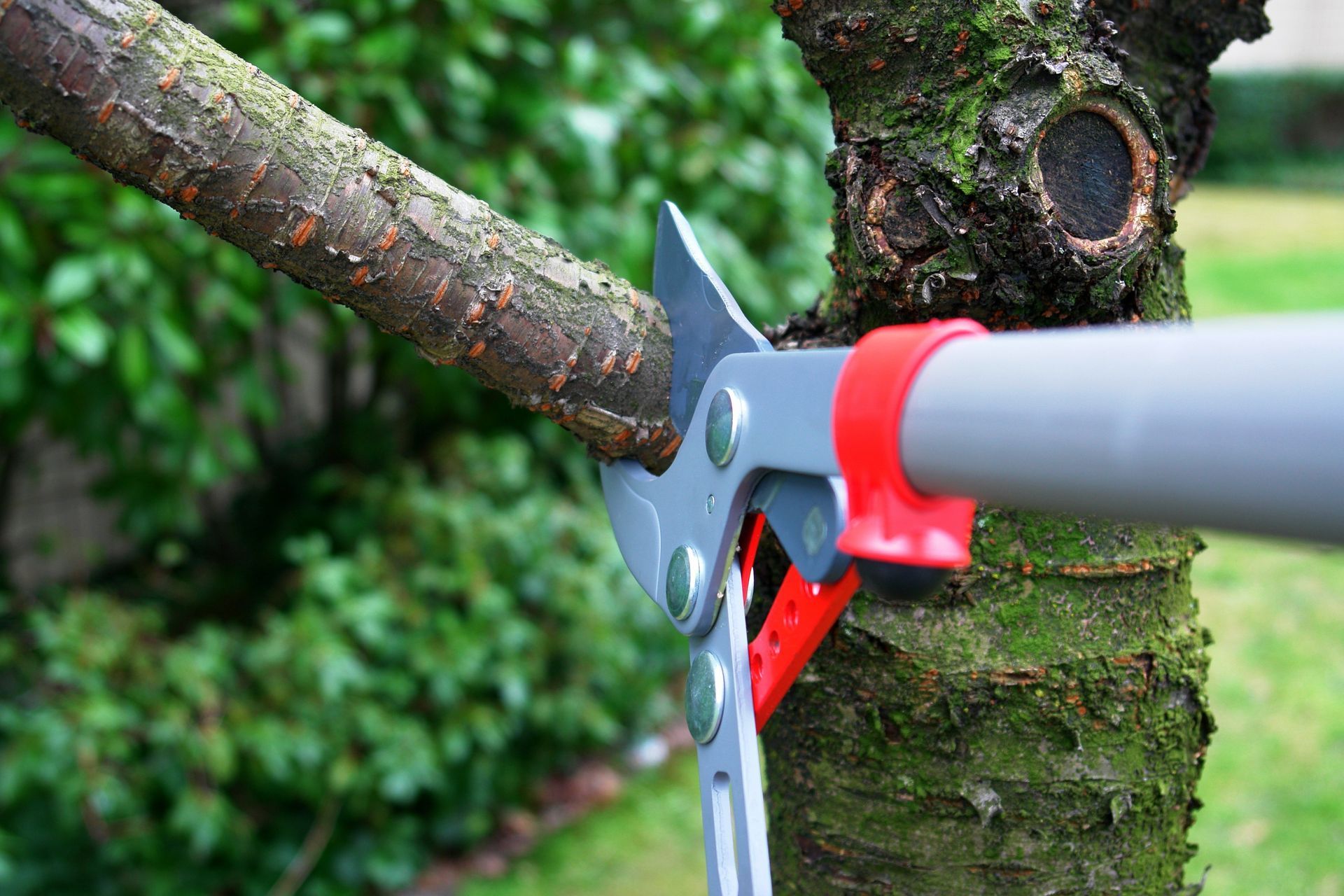 Pruning shears cutting a tree branch near a mossy trunk