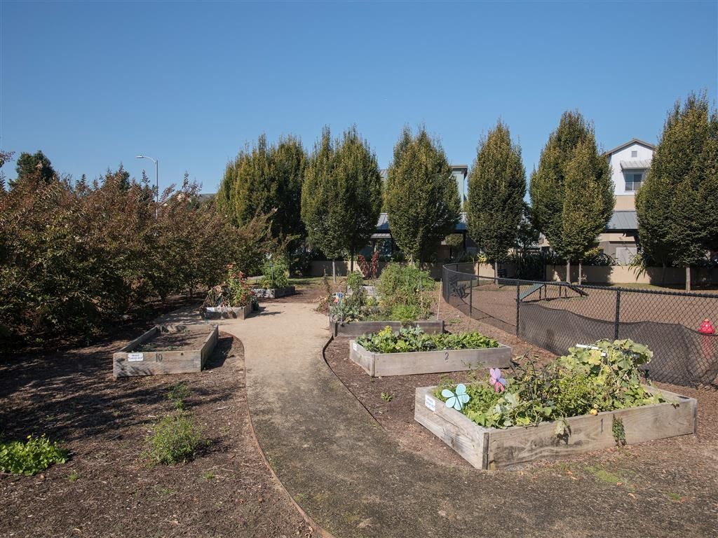 Outdoor community garden with raised wooden planters and a winding path beside apartment units.