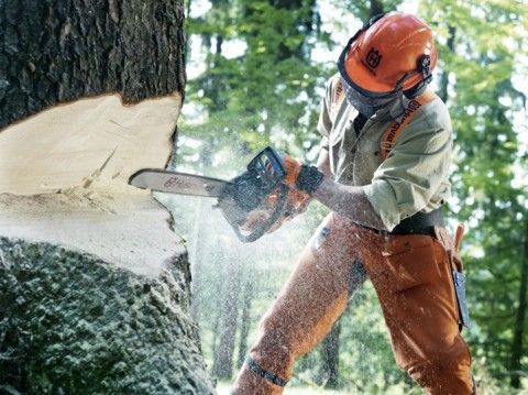 Tree Cutting