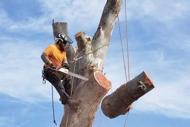 Tree Removal Expert in South St Paul