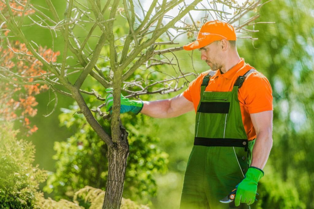 tree Care services