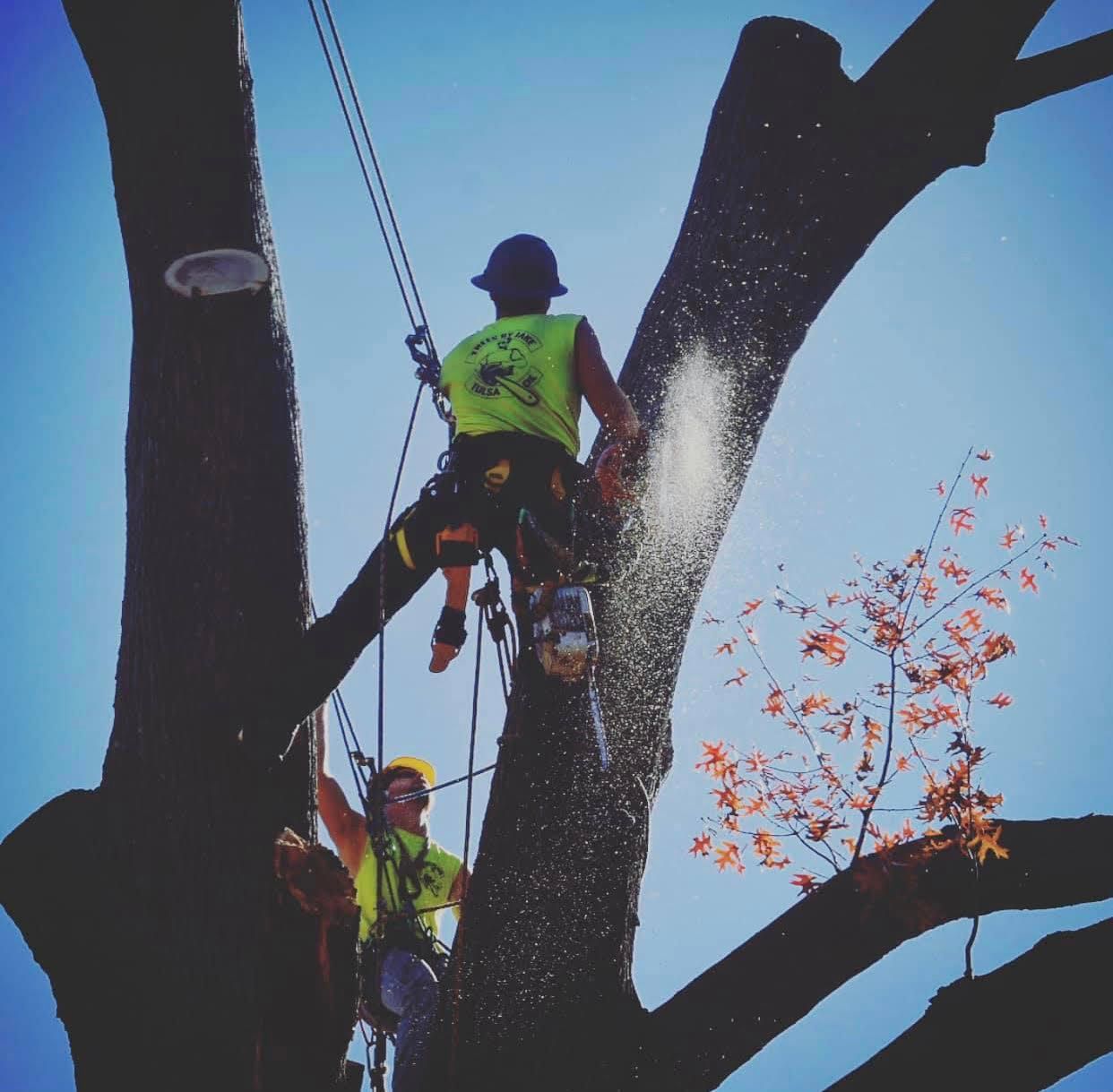 tree removal south st paul