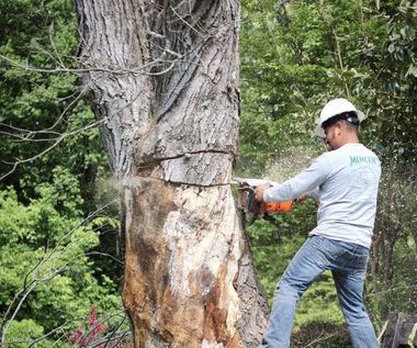 tree removal