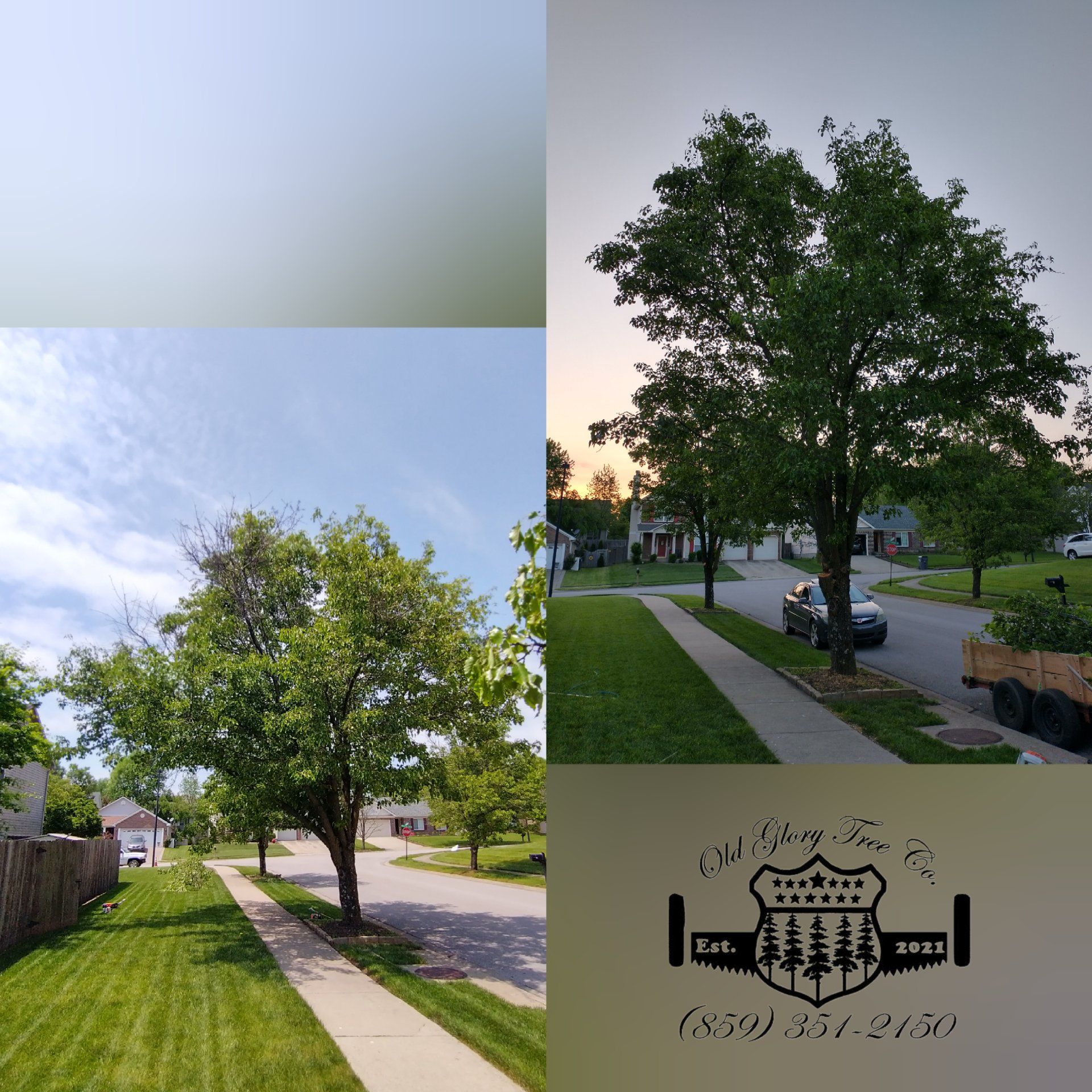 Callery pear pruning