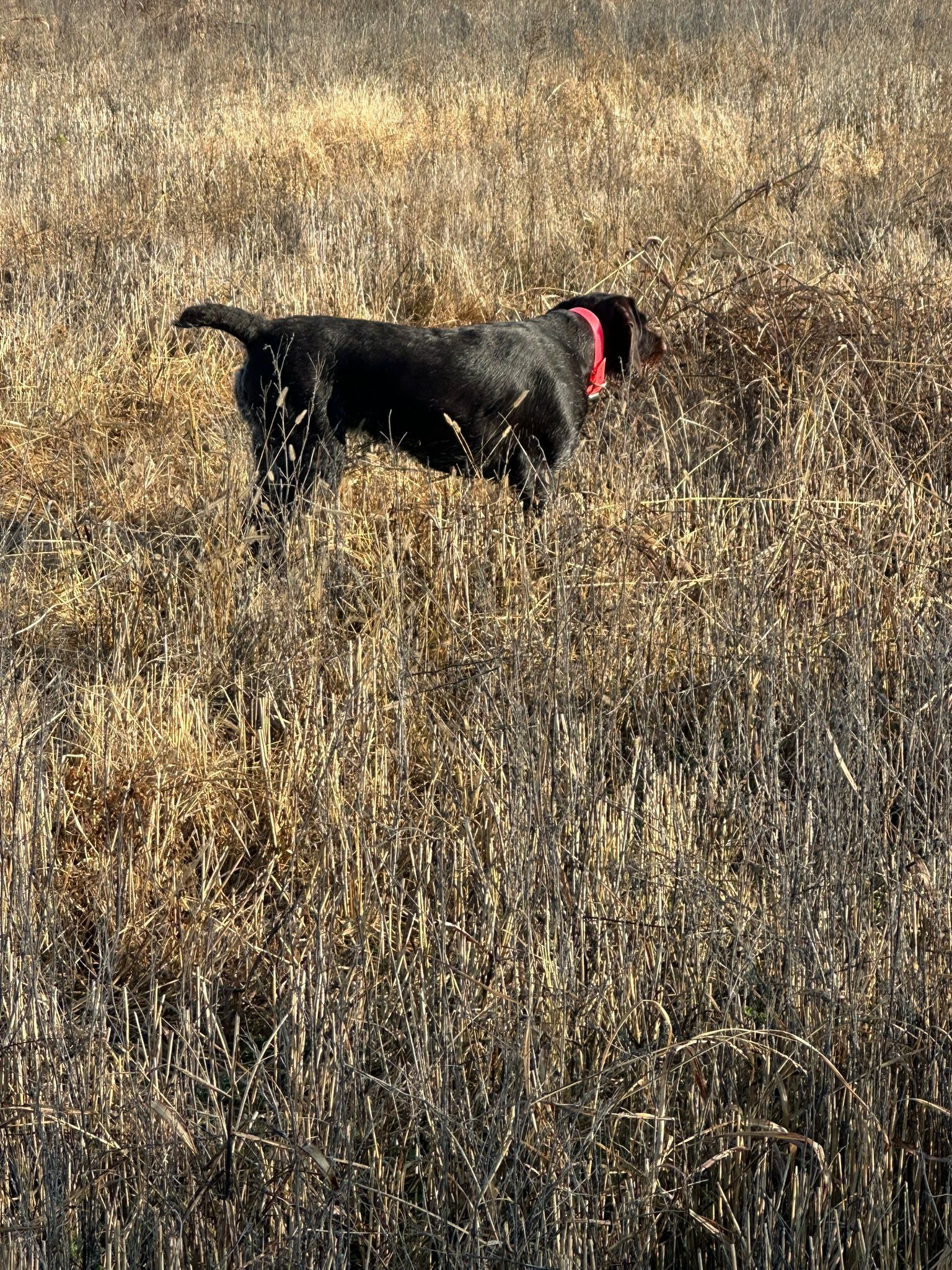 Cane nero con collare rosso nell'erba alta e marrone.