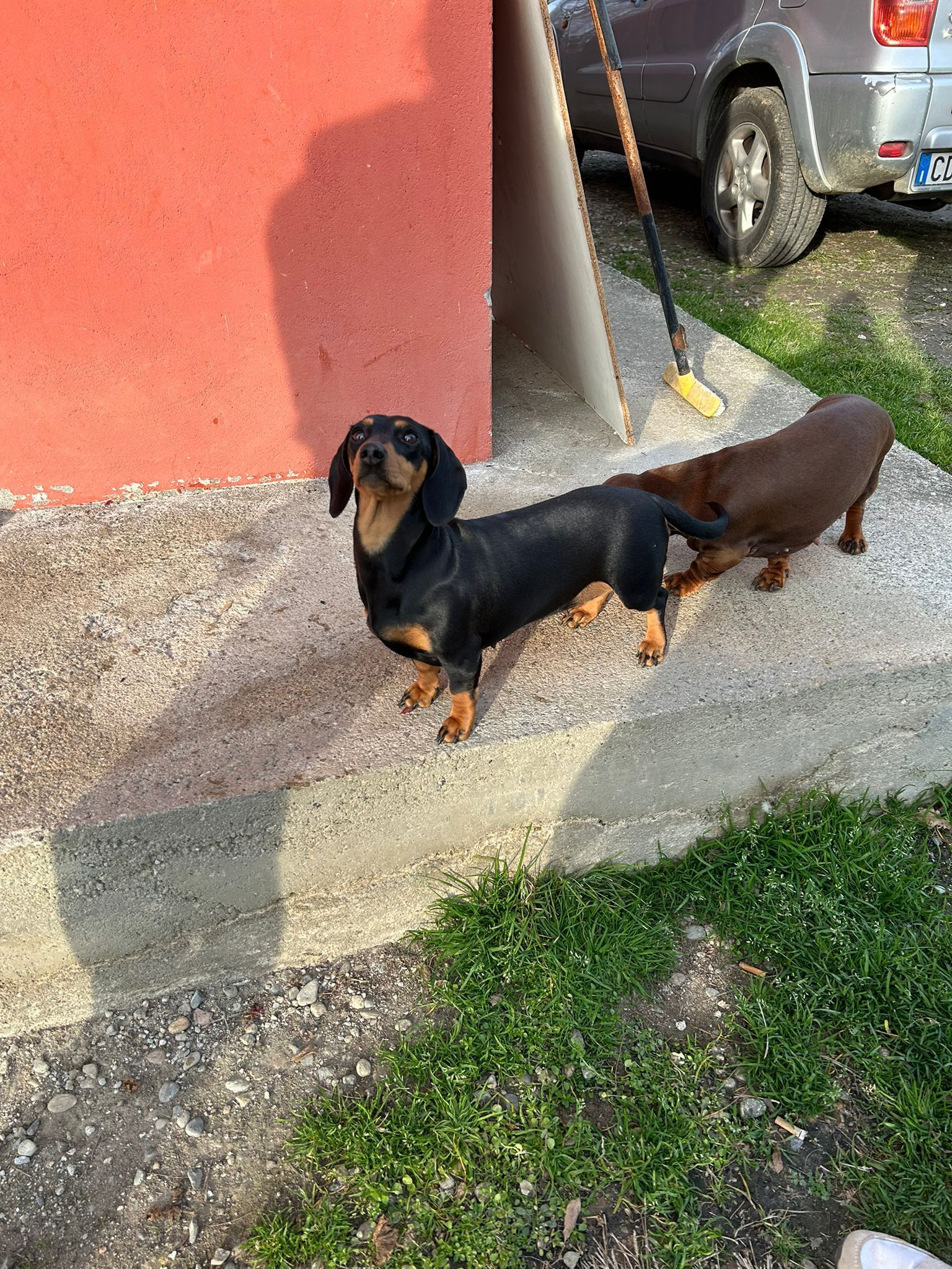 Un bassotto nero focato è in piedi all'aperto accanto a un bassotto marrone su una superficie di cemento vicino a un muro rosso e all'erba.
