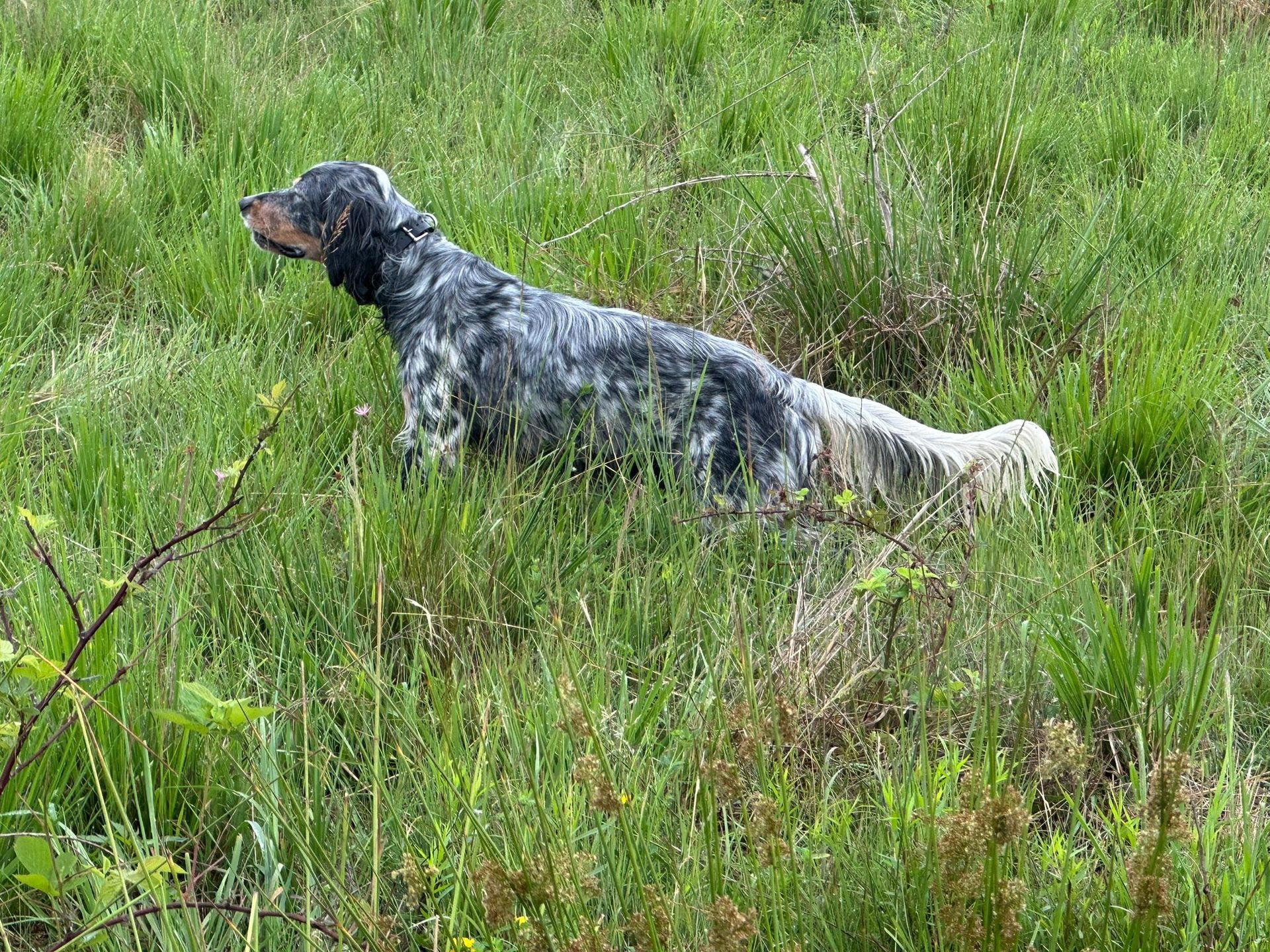 Cane setter inglese in un campo erboso, in posizione di guardia con il corpo basso e vigile.
