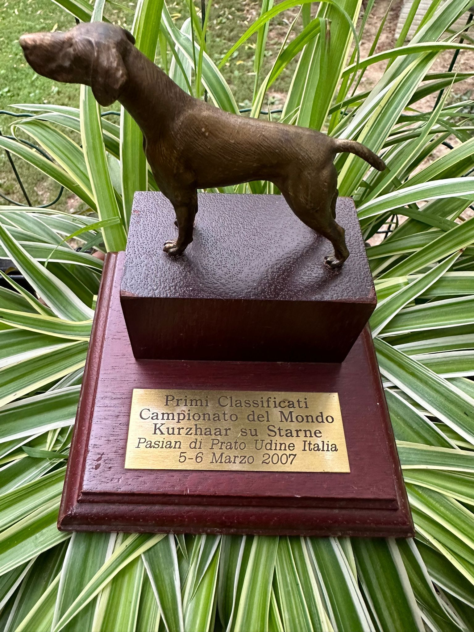 Trofeo in bronzo raffigurante un cane su base in legno, con targa dorata e sfondo verde con piante.