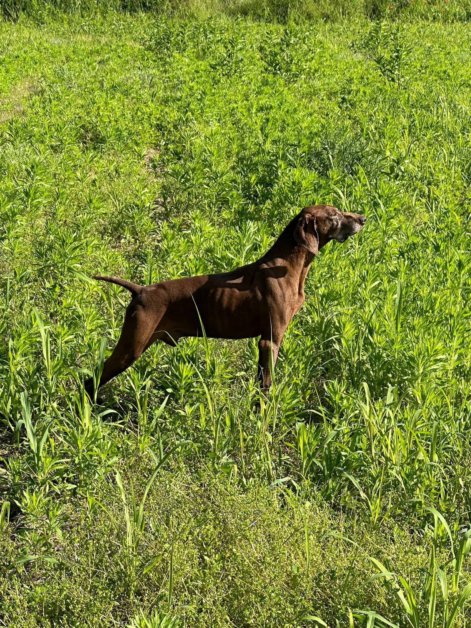 Un cane marrone è fermo nell'erba alta e verde, con aria vigile.