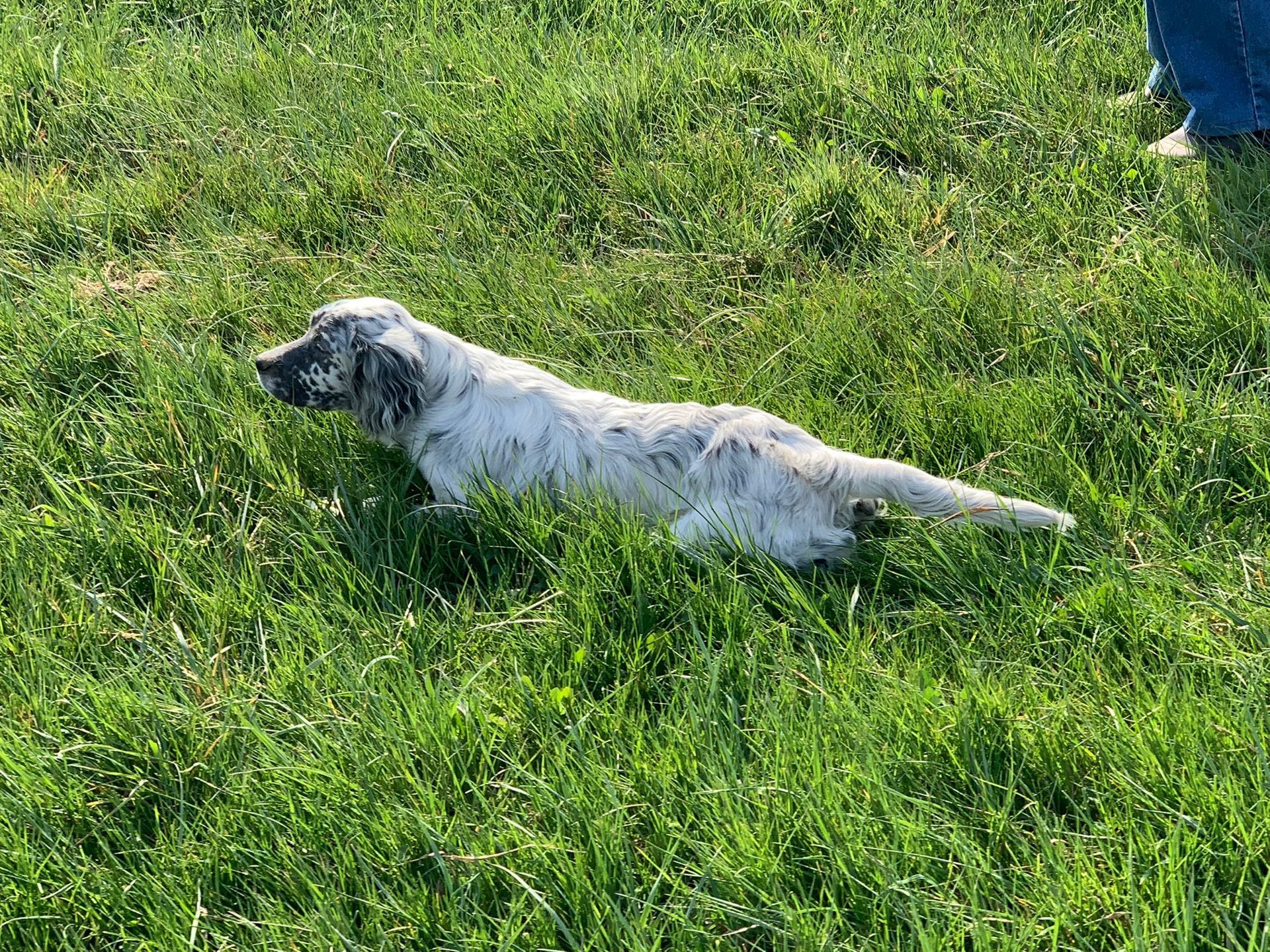 Cane maculato bianco e nero sdraiato sull'erba verde.