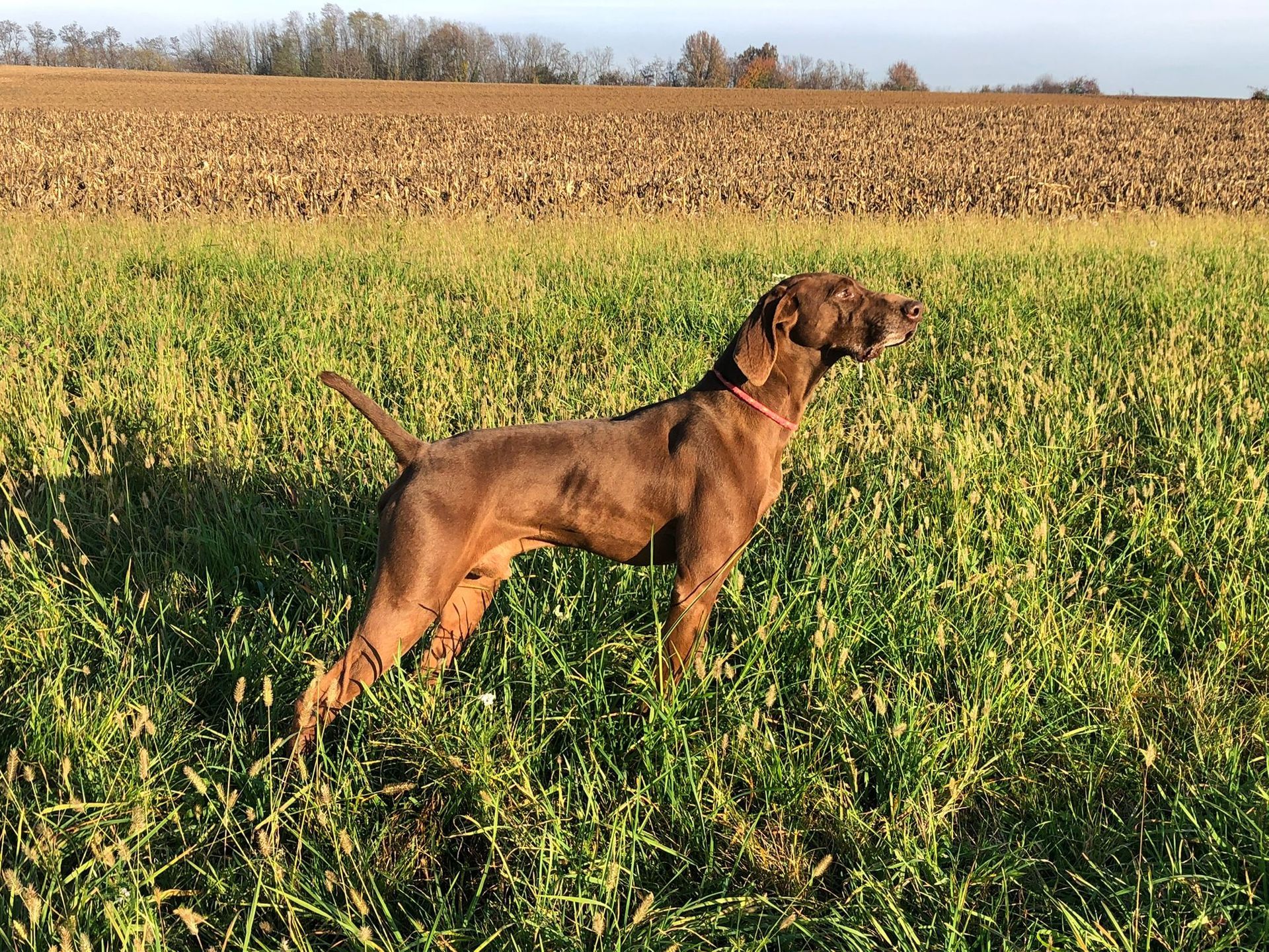 Un cane da caccia marrone è in allerta in un campo erboso, con un campo di mais mietuto sullo sfondo.