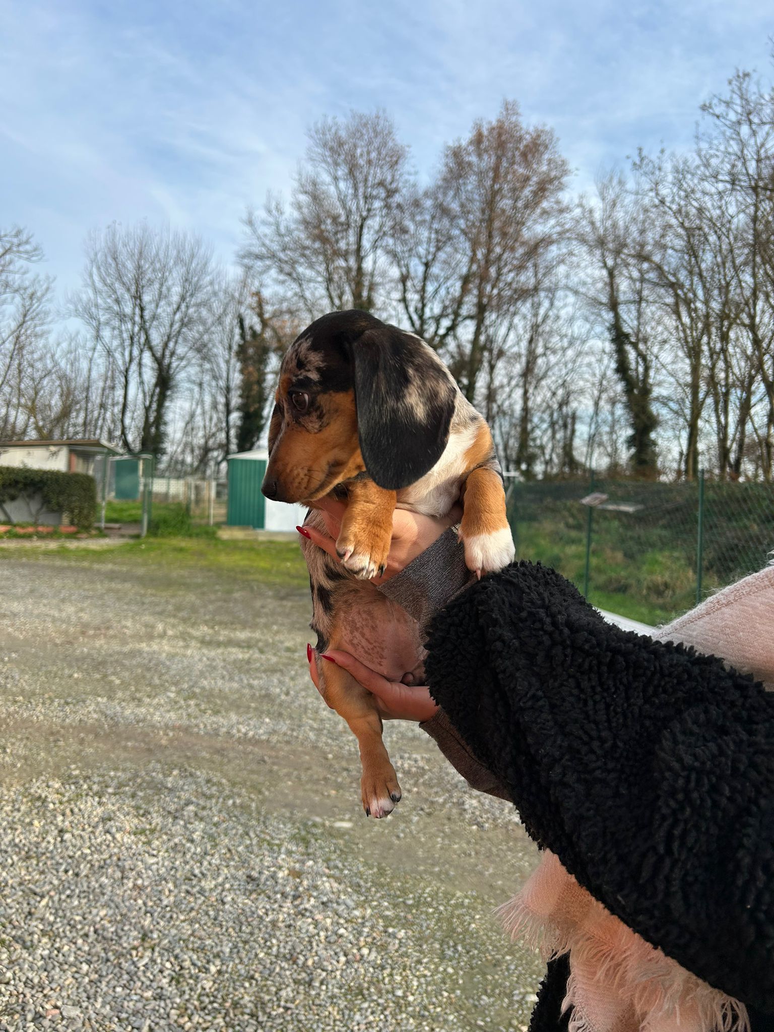 Persona che tiene in braccio un piccolo cucciolo maculato all'aperto. Il cucciolo è multicolore con le zampe bianche.