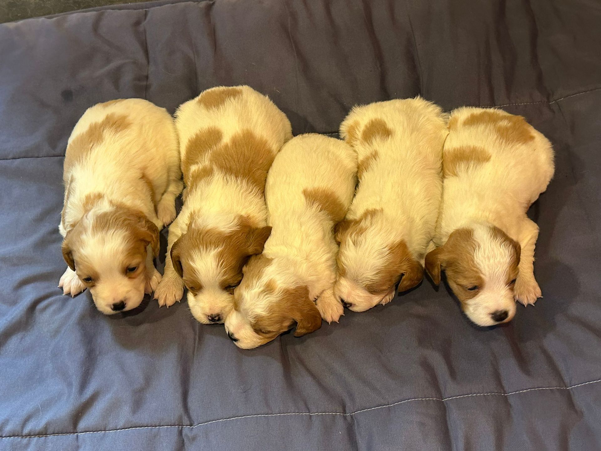 Cinque piccoli cuccioli color sabbia e bianchi, sdraiati uno vicino all'altro su una coperta blu.