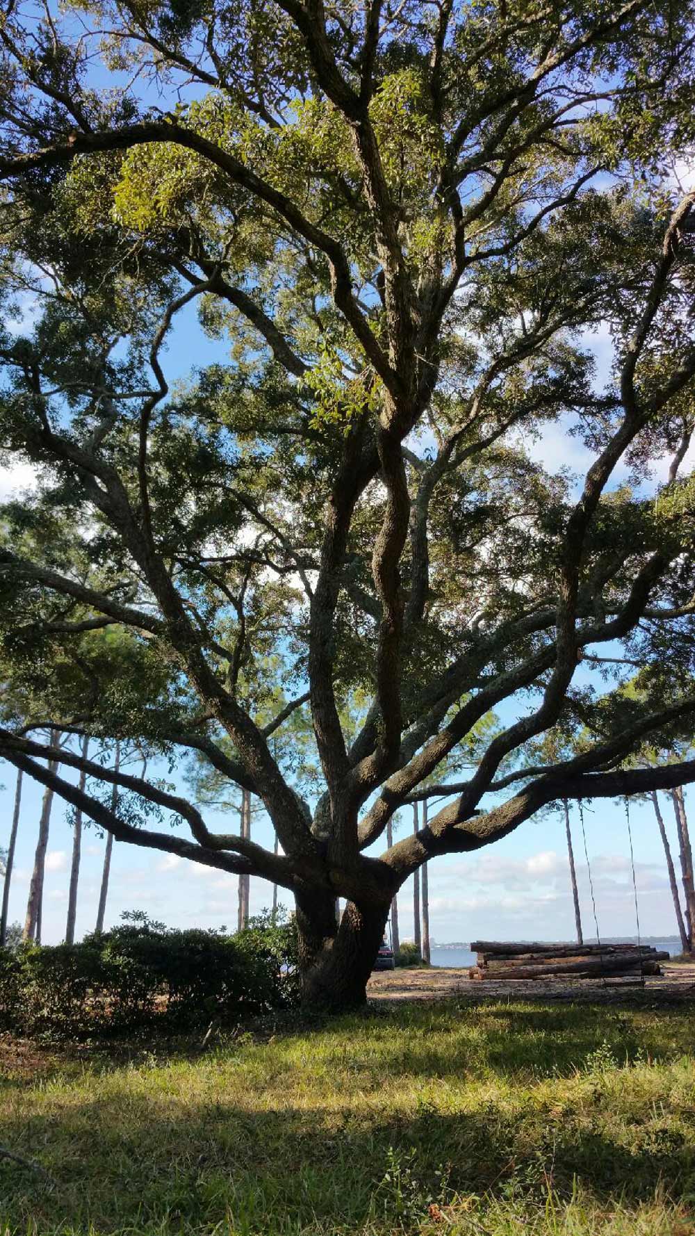 Large Oak Tree — Panama City, FL — Arbor Tree Care