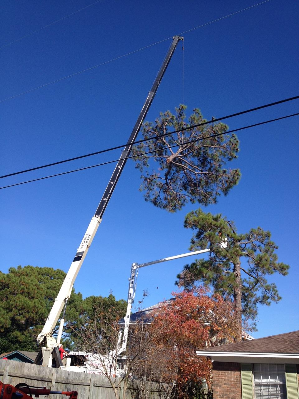 Crane Lifting the Cut Tree — Panama City, FL — Arbor Tree Care