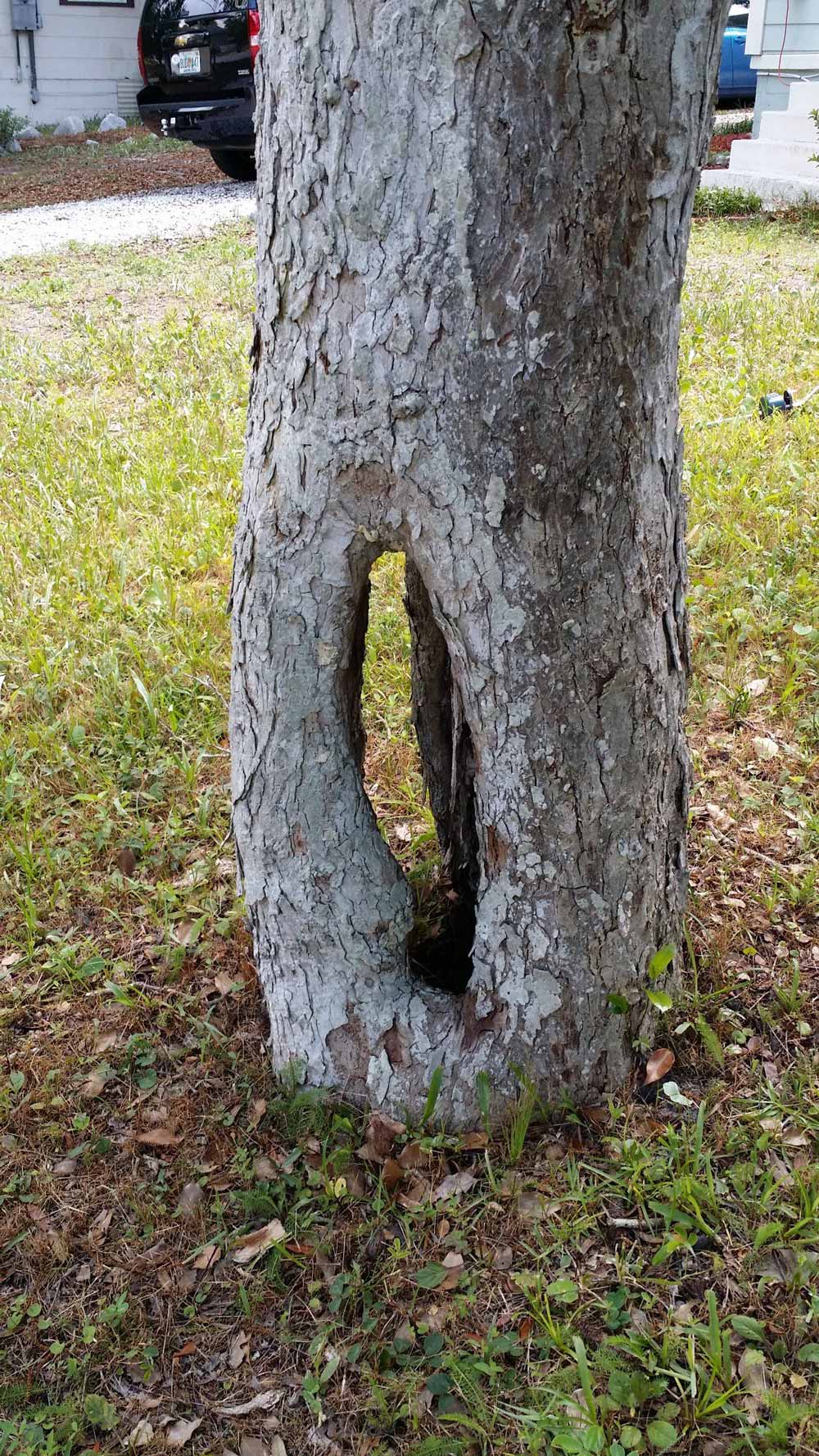 Tree with Hole — Panama City, FL — Arbor Tree Care