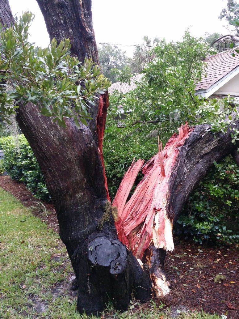 Damage Tree — Panama City, FL — Arbor Tree Care