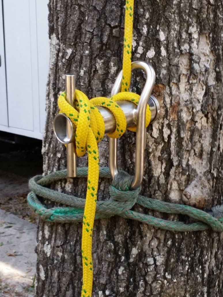 Tree with Ropes — Panama City, FL — Arbor Tree Care