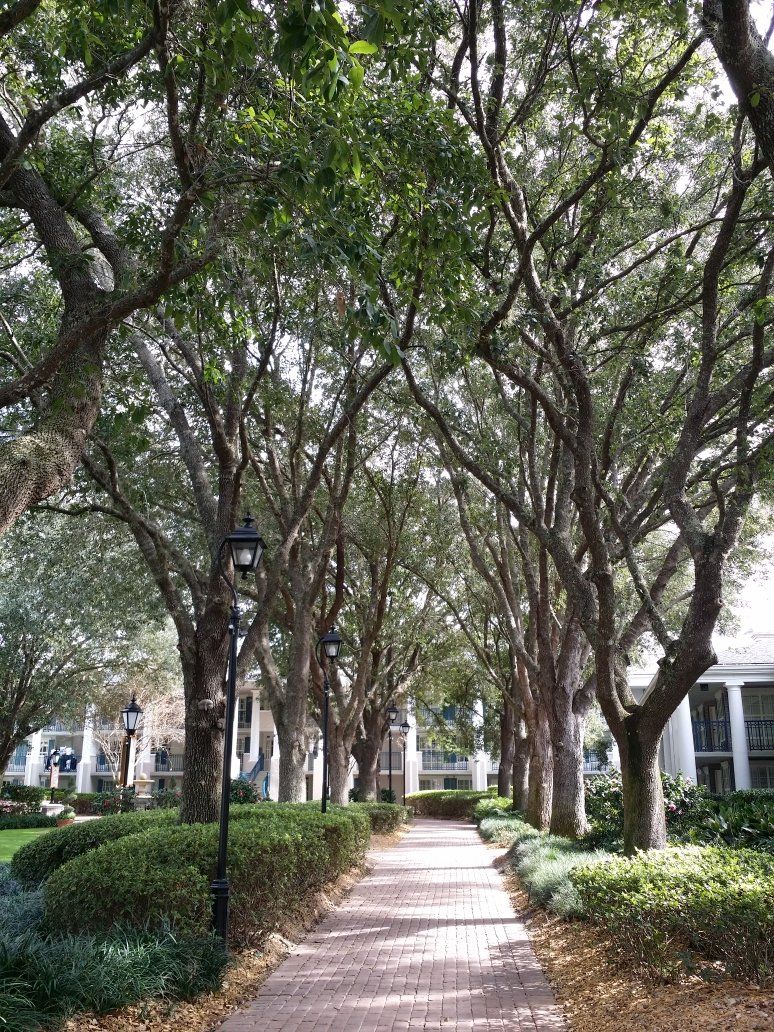 Maintenance Pruning — Walk Path and Trees in Panama City, FL