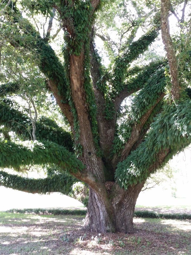 Tree Preservation — Beautiful Large Tree in Panama City, FL