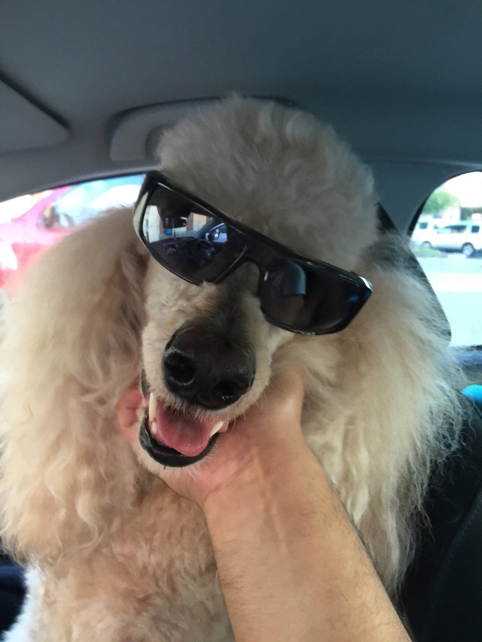 Noah's Ark Dog & Cat Grooming Pet groomers Elk Grove, CA