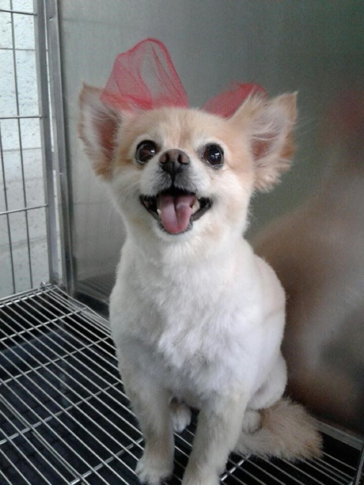 Noah's Ark Dog & Cat Grooming Pet groomers Elk Grove, CA