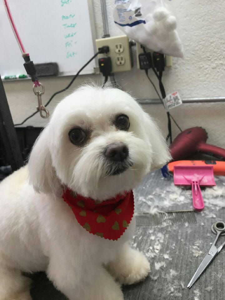 Grooming Elk Grove, CA - Noah&rsquo;s Ark Dog &amp; Cat Grooming