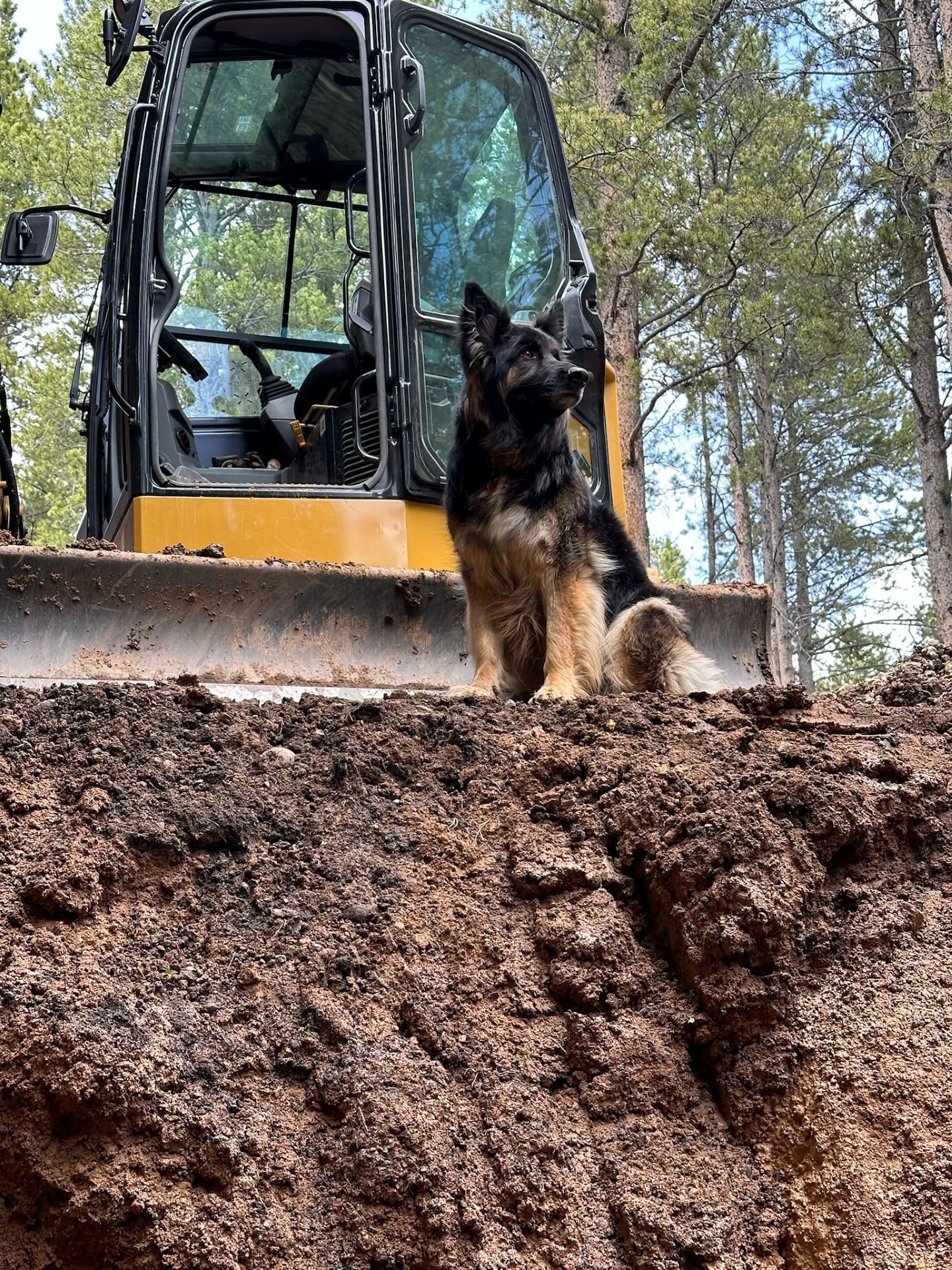 German Shepherd sits on dirt mound in front of an excavator.