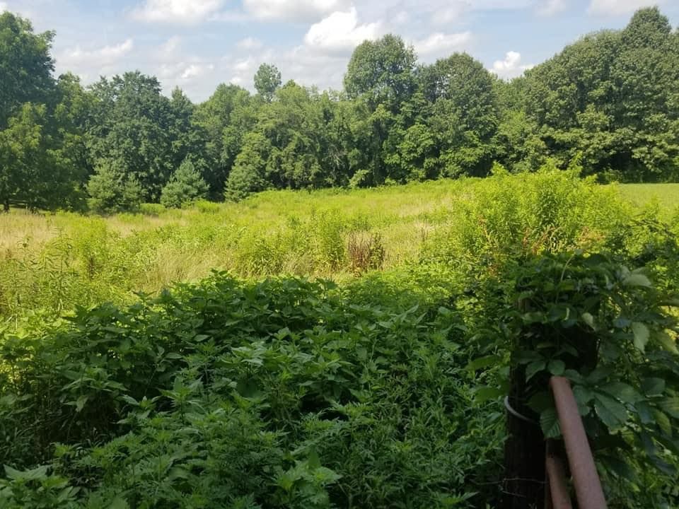 Grassy field with dense green foliage and trees under a partly cloudy sky.