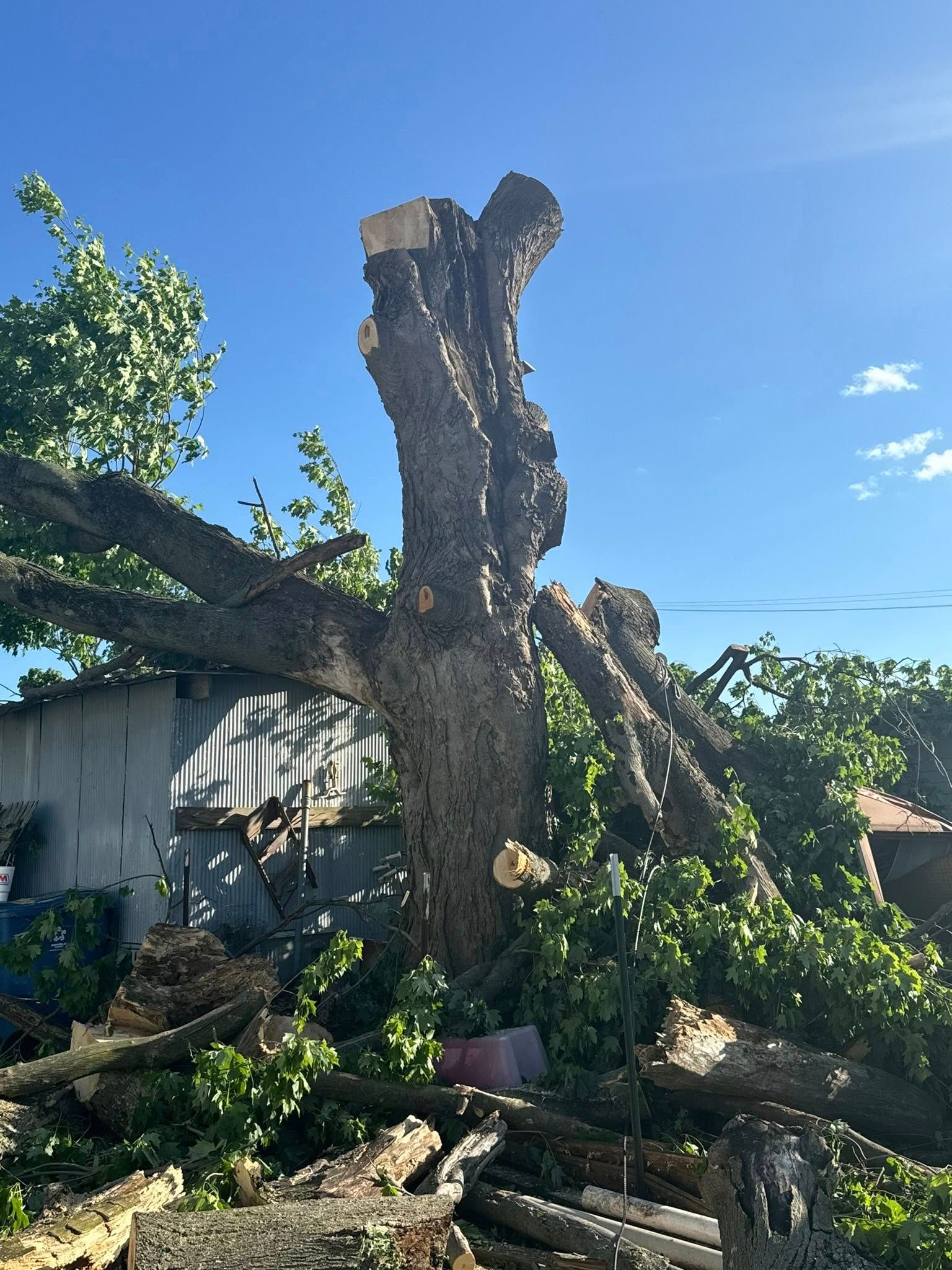 Partially cut tree with exposed trunk, branches, and debris against a bright blue sky.