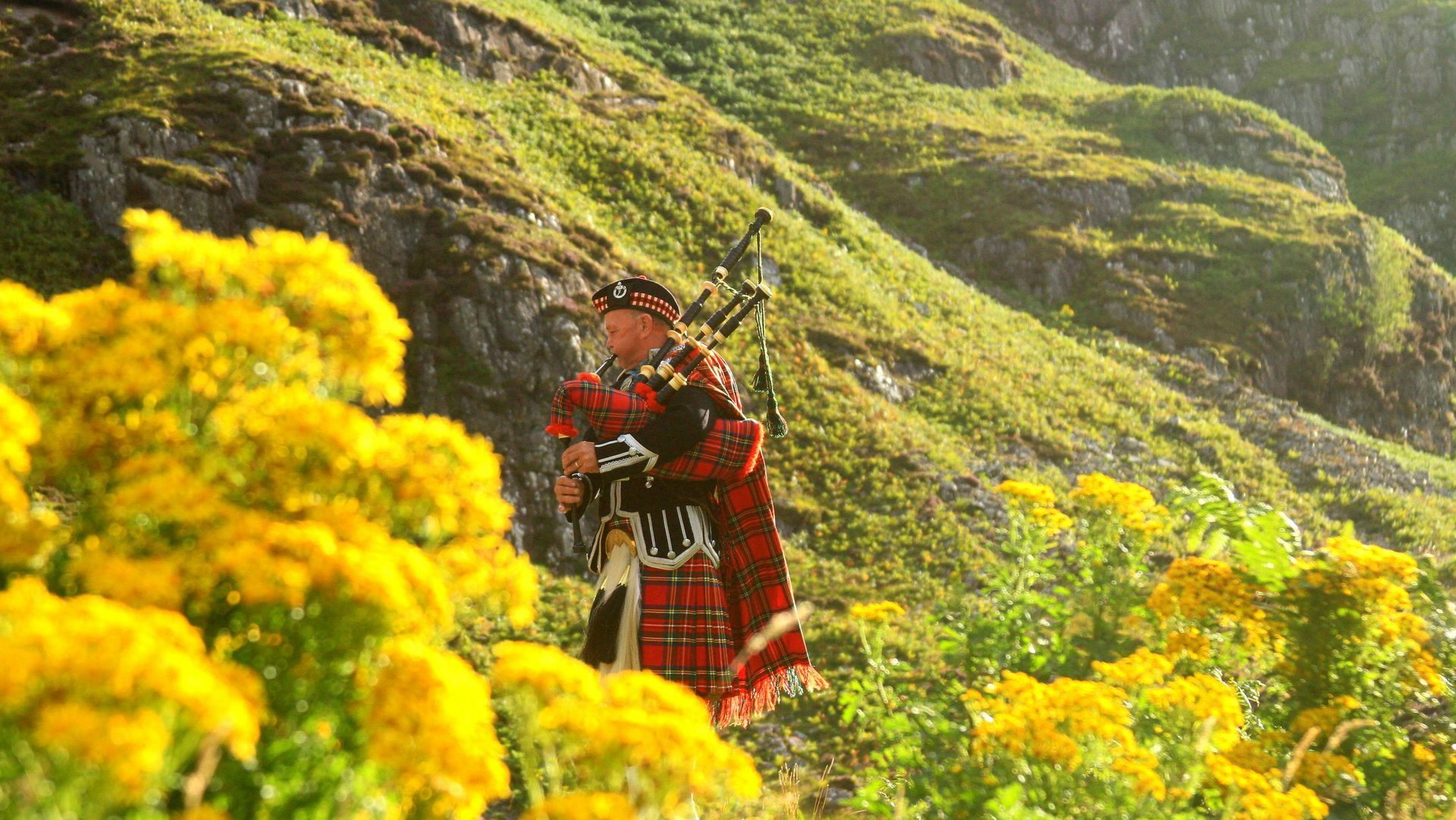 A man in a kilt is playing bagpipes in a field of yellow flowers.