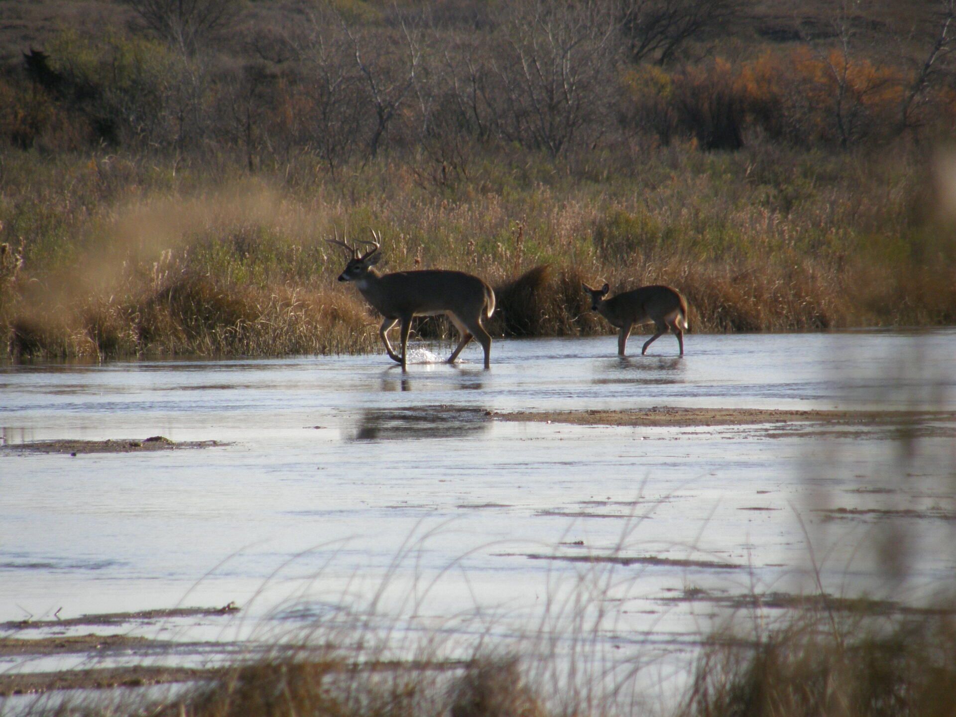 Deer in a river on the Henard Ranch