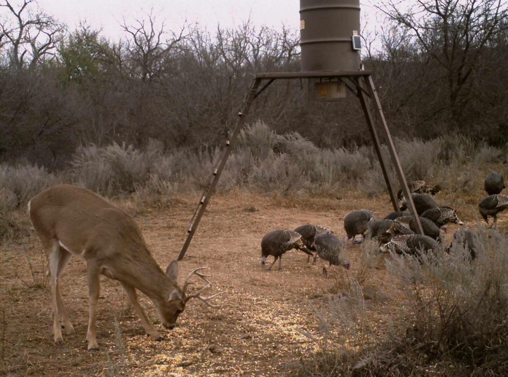 Wild turkeys in the woods