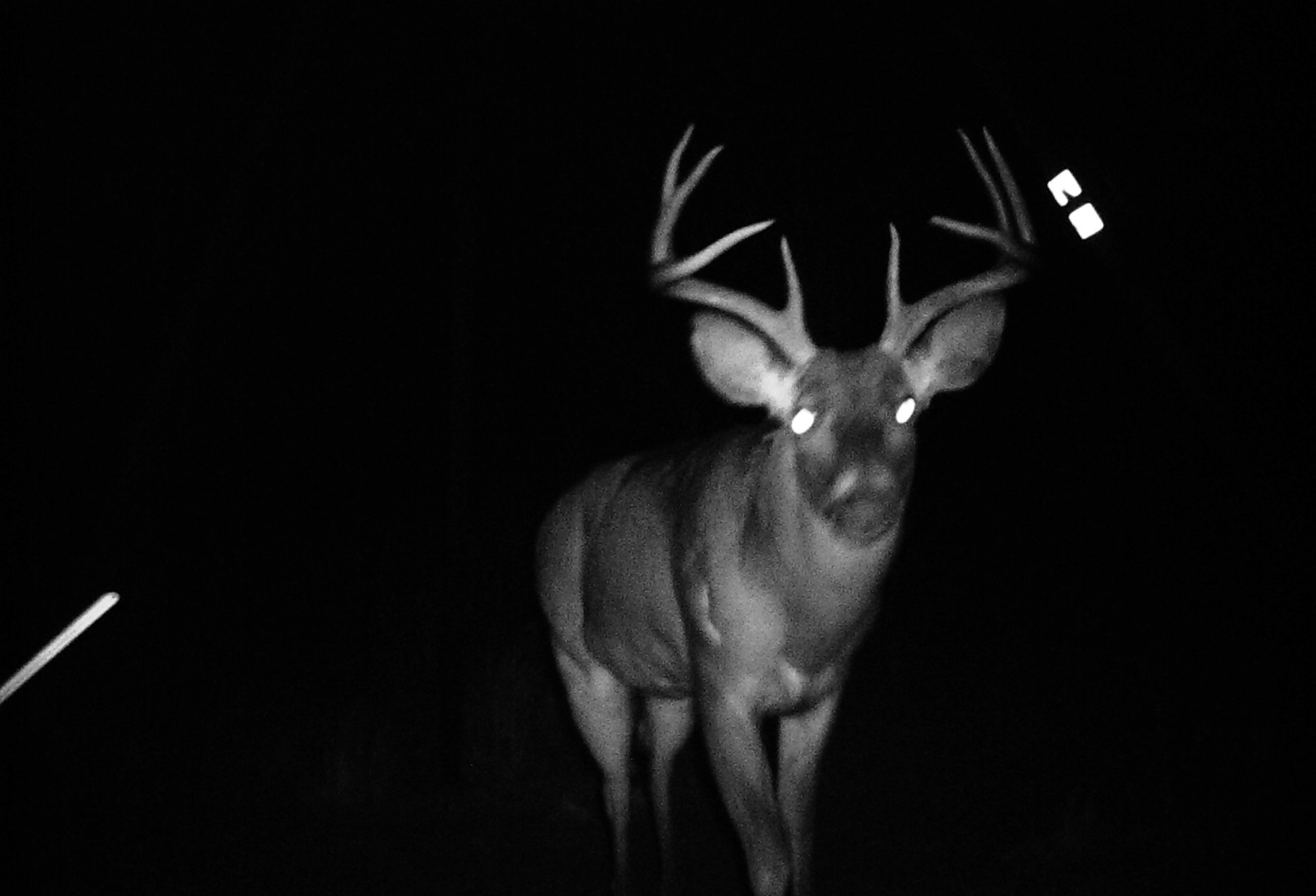 Deer caught on a game camera Henard Ranch