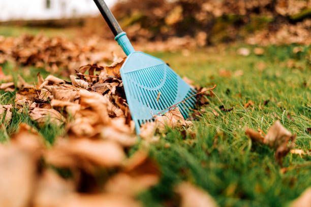 A person is raking leaves on a lush green lawn.