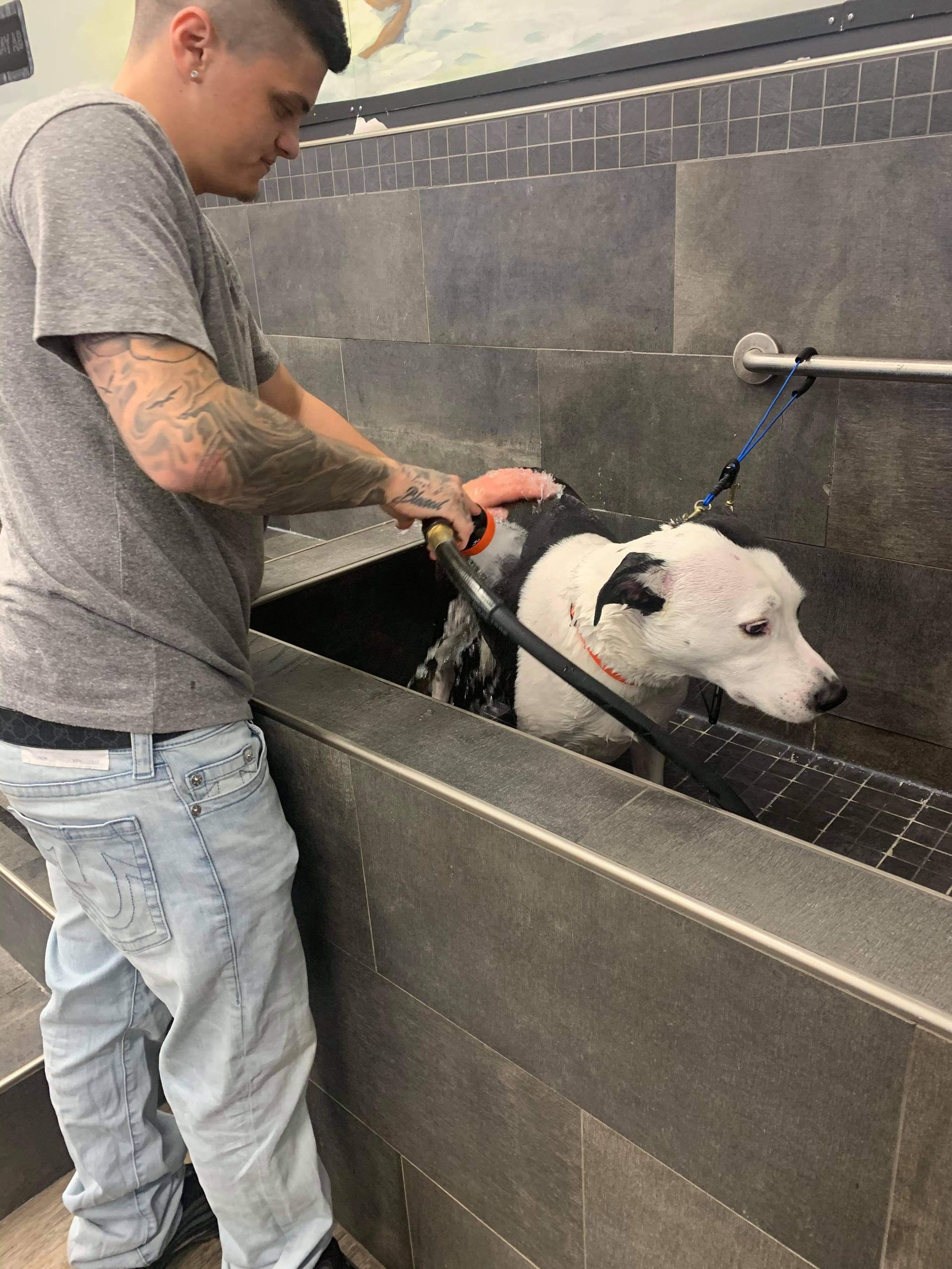 A man is washing a dog in a bathtub.
