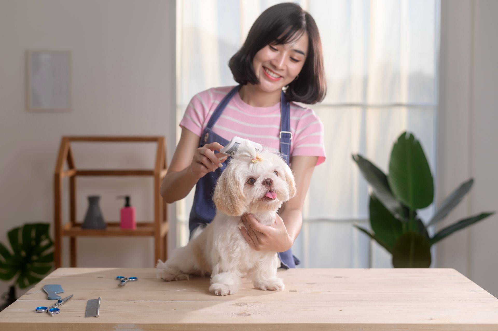 Woman grooming a fluffy white dog on a table, smiling. Tools and a plant are in the background.