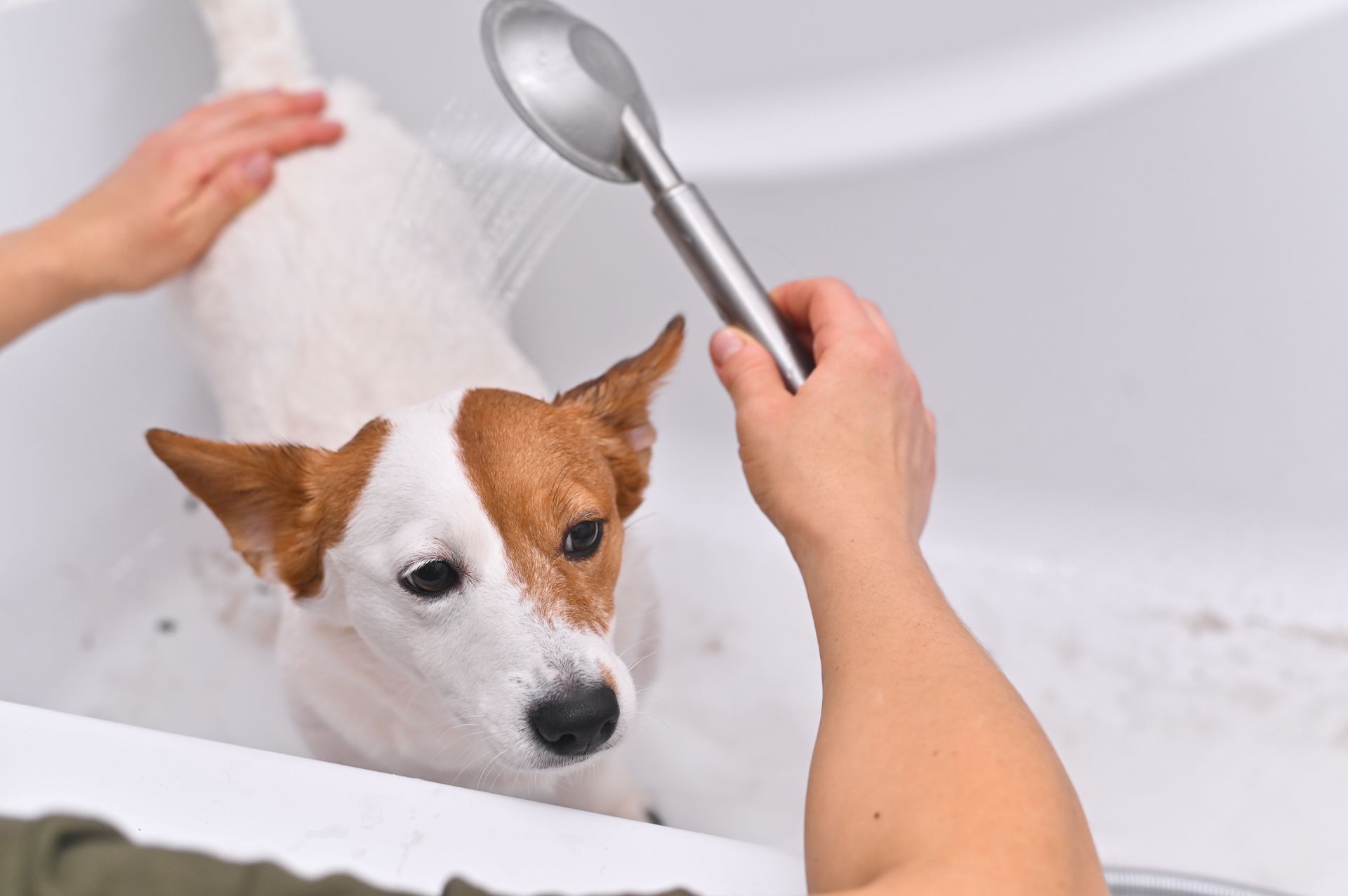 Dog being bathed in a tub with water from a showerhead; person's hands touching the dog.