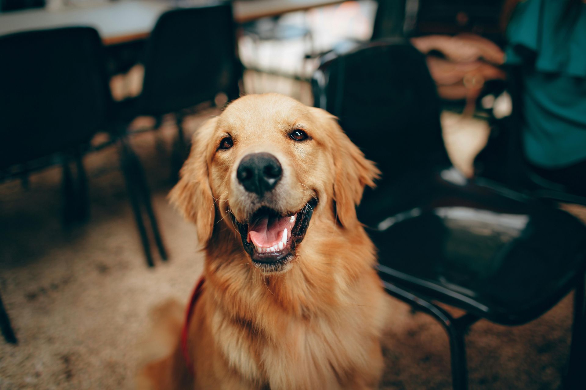 Golden retriever smiles at the camera, mouth open, sitting in front of black chairs.