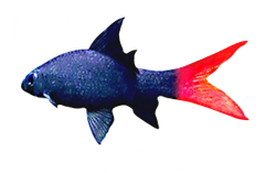 Red Training & Consultancy Ltd Logo