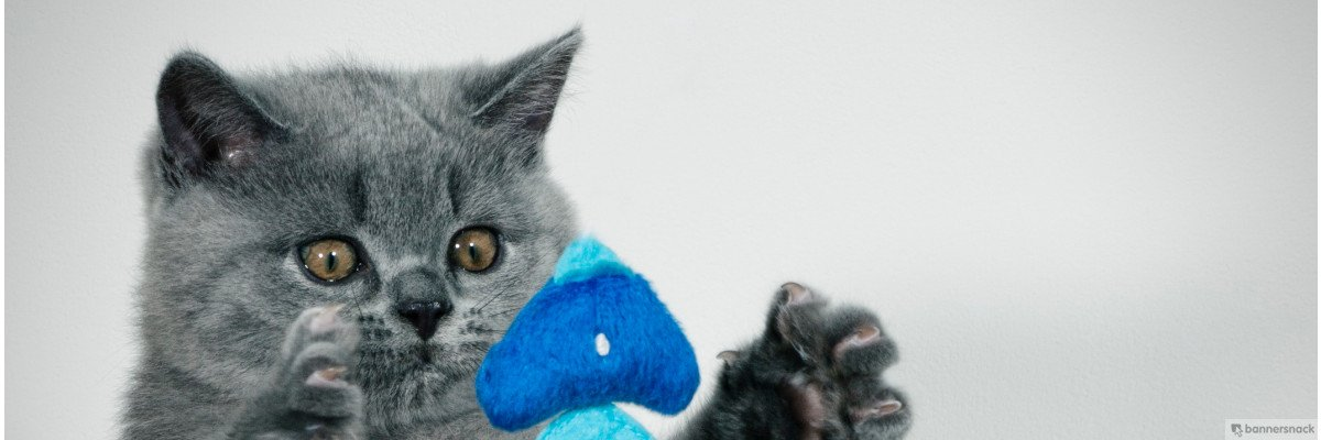 British Blue Kitten
