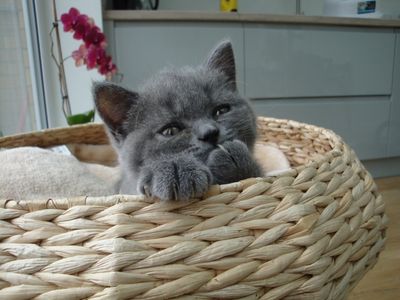 British shorthair hot sale blue olx