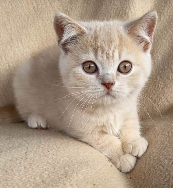 Beautiful pale cream British Shorthaired boy - ready end of September