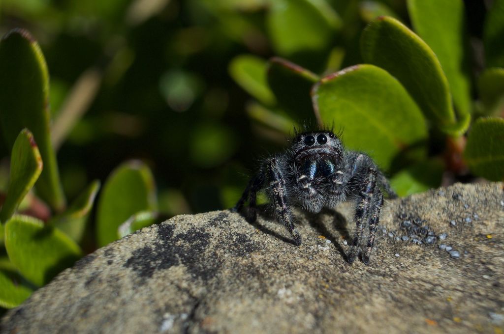 A jumping spider is sitting on top of a rock with a plant in the background, slightly our of focus. The focal point of the photo is the spider.