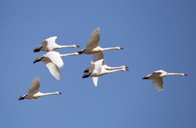A flock of swans flying in a blue sky.