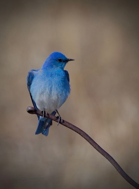 A blue and white bird is perched delicately on a small branch. The background of the image is completely out of focus, but appears to be beige.