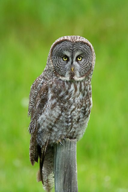 A great grey owl perched on top of a wooden post, staring at the camera.